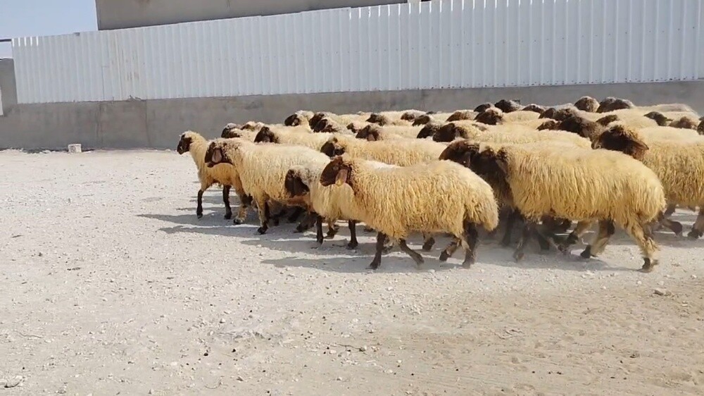 للبيع شوهات سوريا دبس وطيبه وشباب - 2