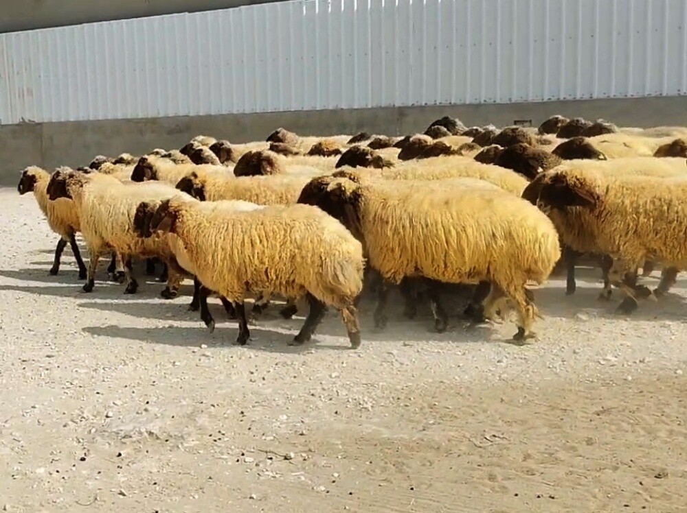 للبيع شوهات سوريا دبس وطيبه وشباب - 1