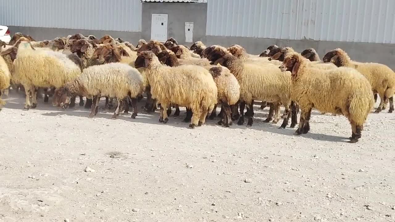 للبيع شوهات سوريا دبس وطيبه وشباب - 5