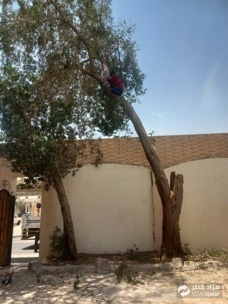 نقوم بتقطيع الاشجار والنخيل - 1