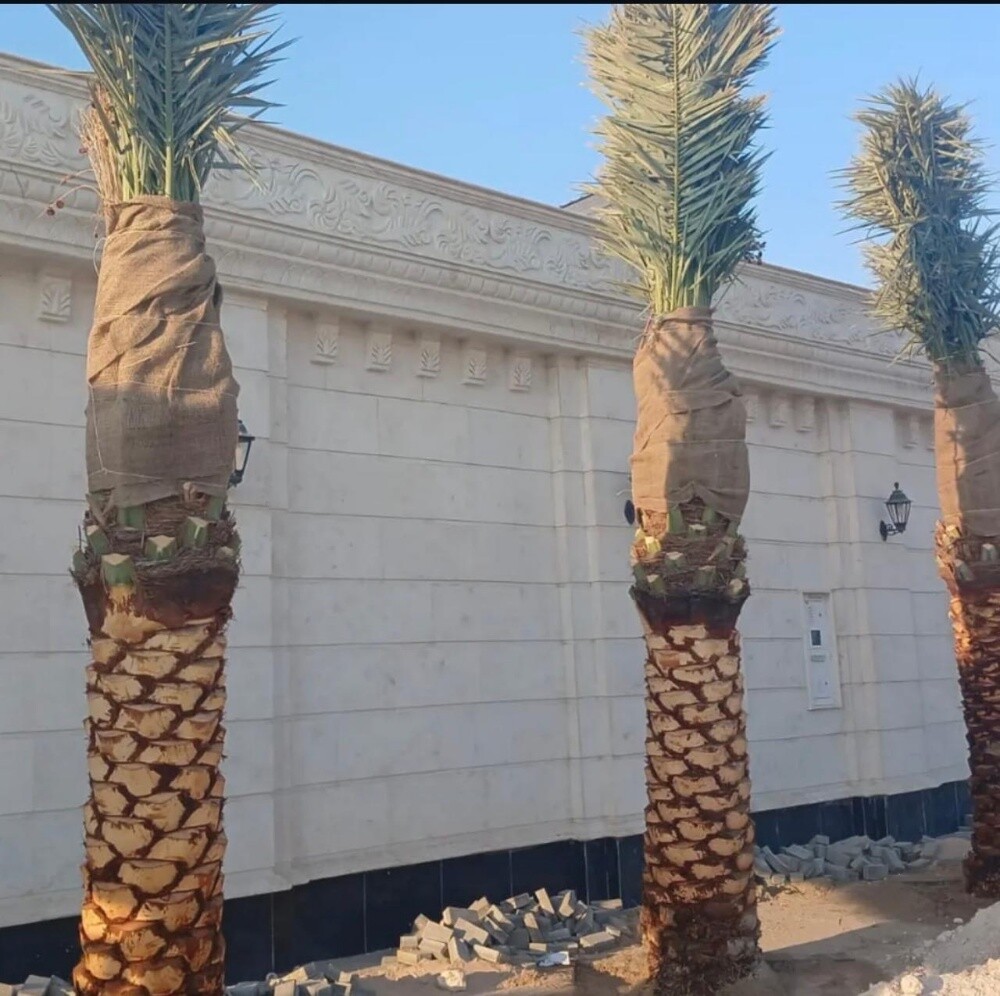 زراعه وتنسيق الحدائق - 8