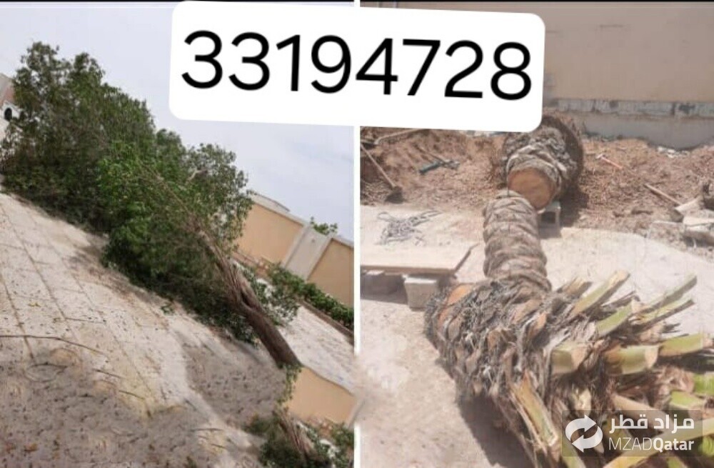 نقوم بتقطيع الأشجار - 1