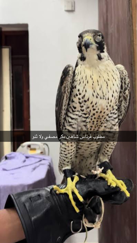 مطلوب قرناس شاهين - 1