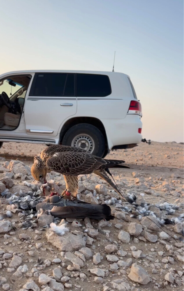 جير تبع فرخ  - 1