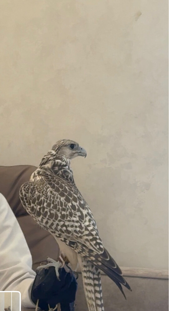محمد - 2