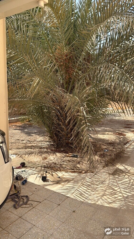 نقوم بتقطيع الاشجار والنخيل - 1
