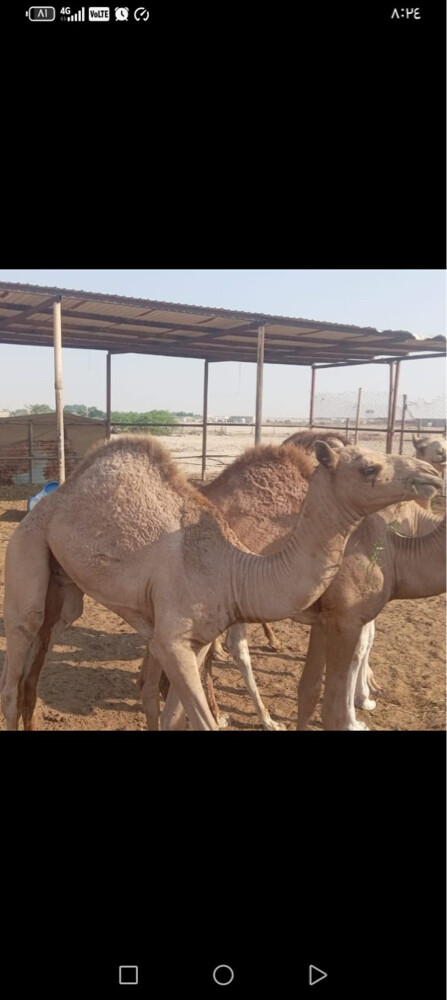 للبيع عدد ٥ مفاريد - 1