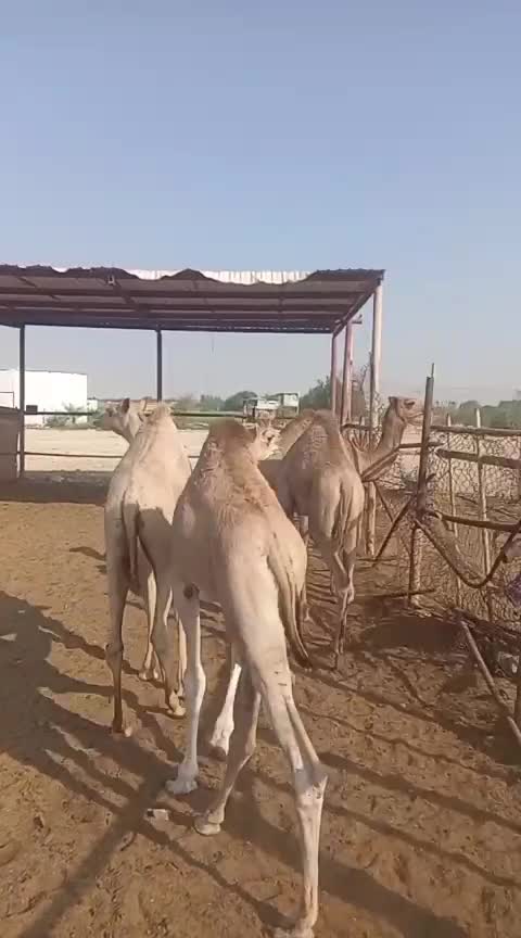 للبيع عدد ٥ مفاريد - 3