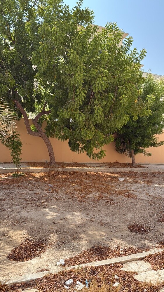 نقوم بتقطيع الاشجار والنخيل - 1