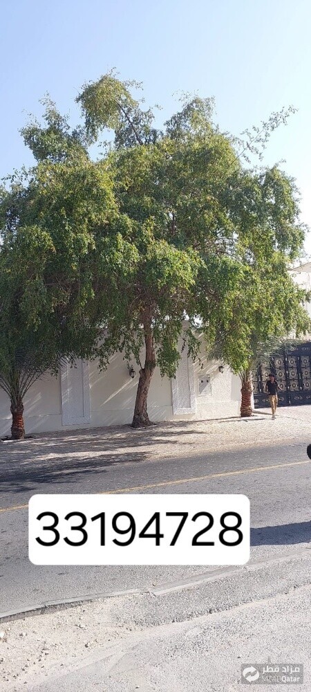 نقوم بتقطيع الاشجار والنخيل - 1