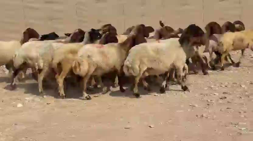 للبيع غنم سوريه مراح واحد طيبه - 1