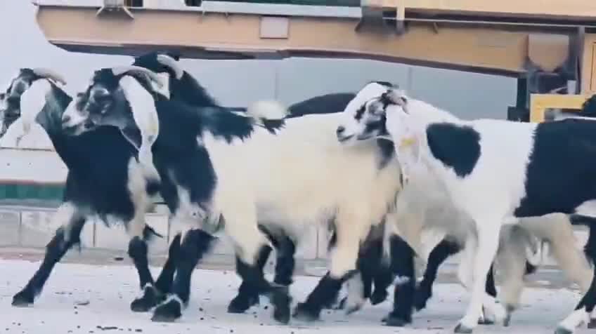 عوارض حقب وسود كلها اباكير - 3