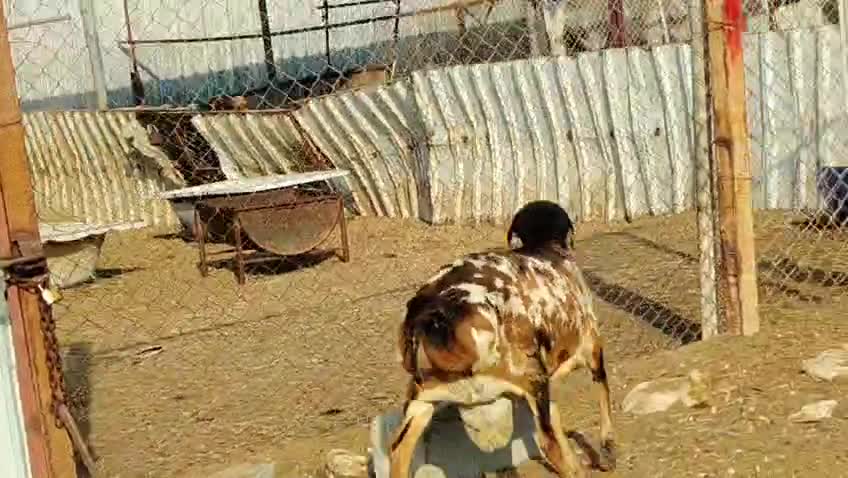 للبيع مشروع فحل بربري اعطر صنف - 3