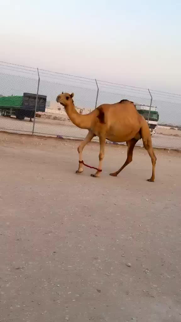 مدنيه عمانيه - 1