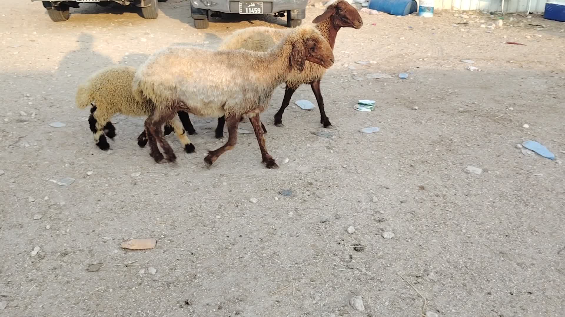 البيع - 1
