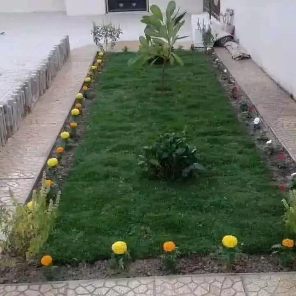 Mashood hosain - 11