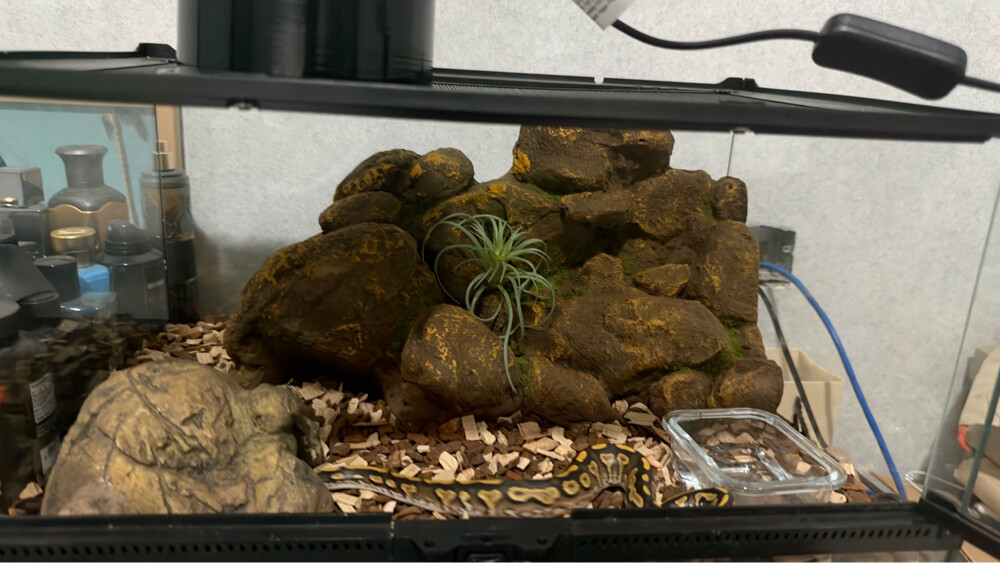ball python - 2