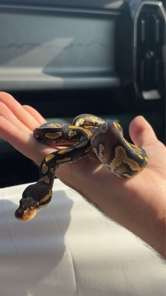 ball python - 1