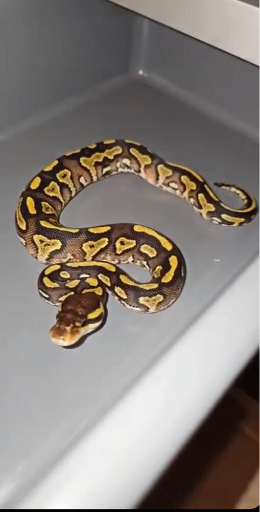ball python - 3