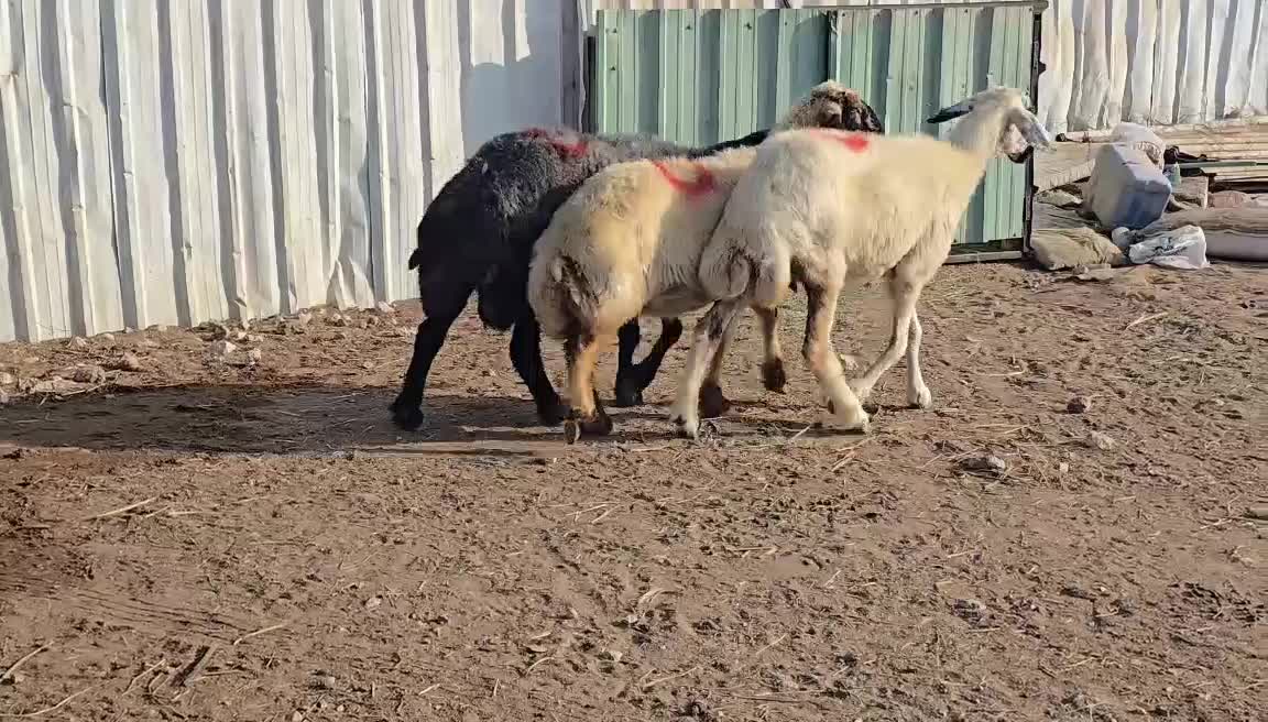 للبيع شويهات عرب دفيع شرط - 4