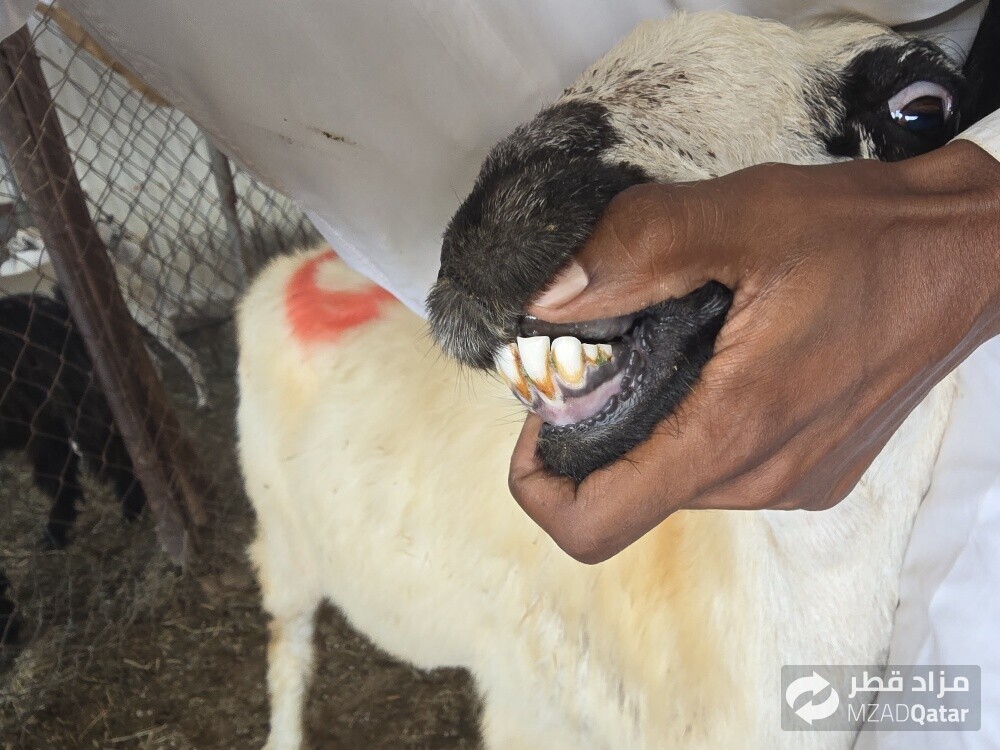 للبيع شويهات عرب دفيع شرط - 1