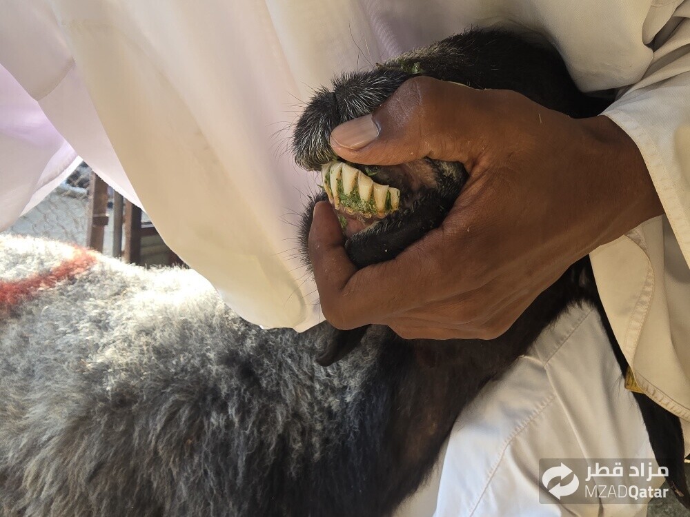 للبيع شويهات عرب دفيع شرط - 3