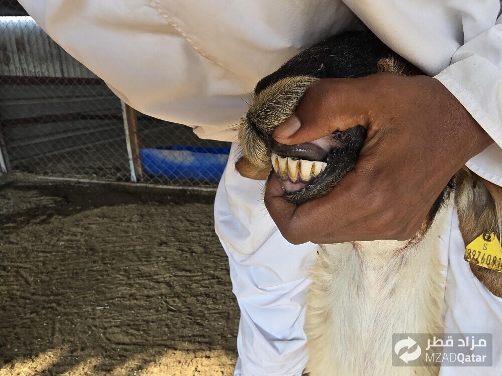 للبيع شويهات عرب دفيع شرط - 2
