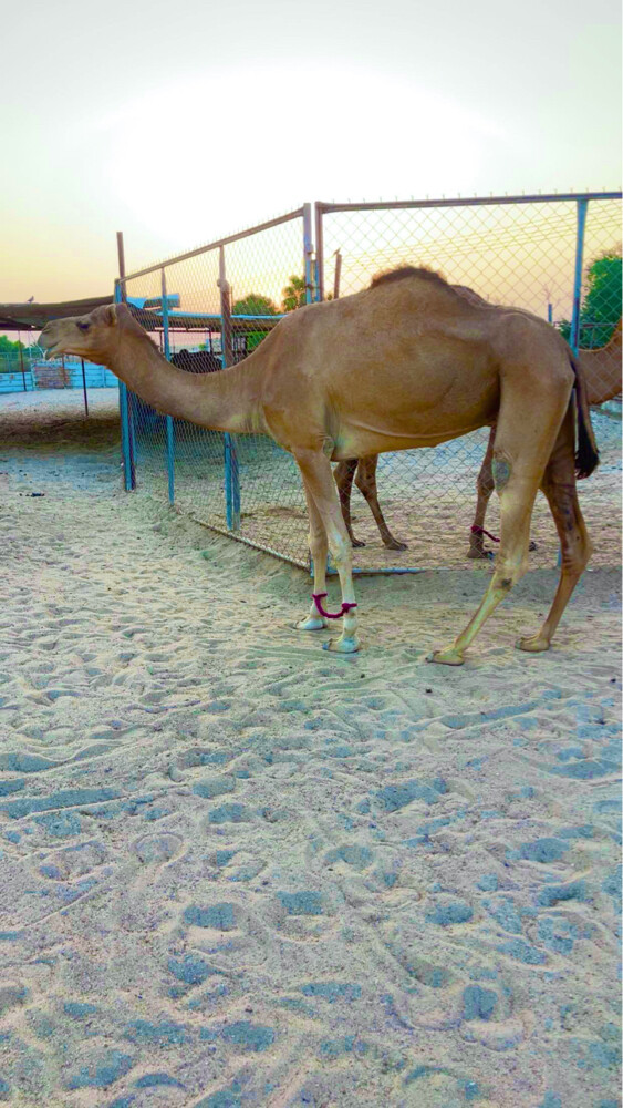 باطنيه - 1