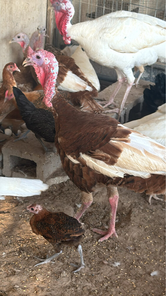 ديك - 1