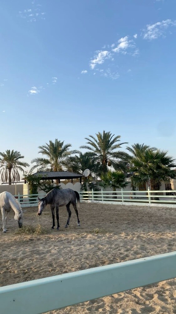 بناء إسطبلات الخيل المتكاملة - 7