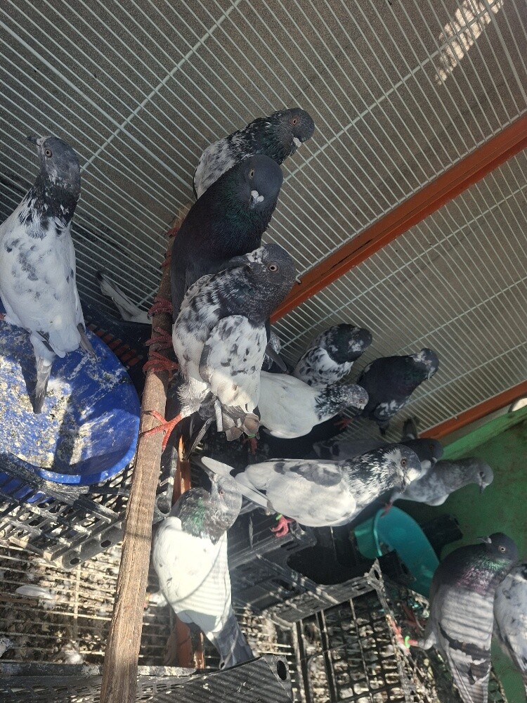 pakistani good birds and good timei - 3