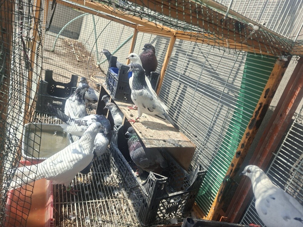 pakistani good birds and good timei - 2