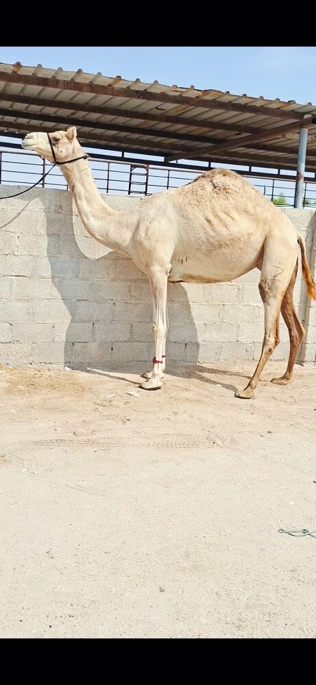 سودانيه مدني - 1