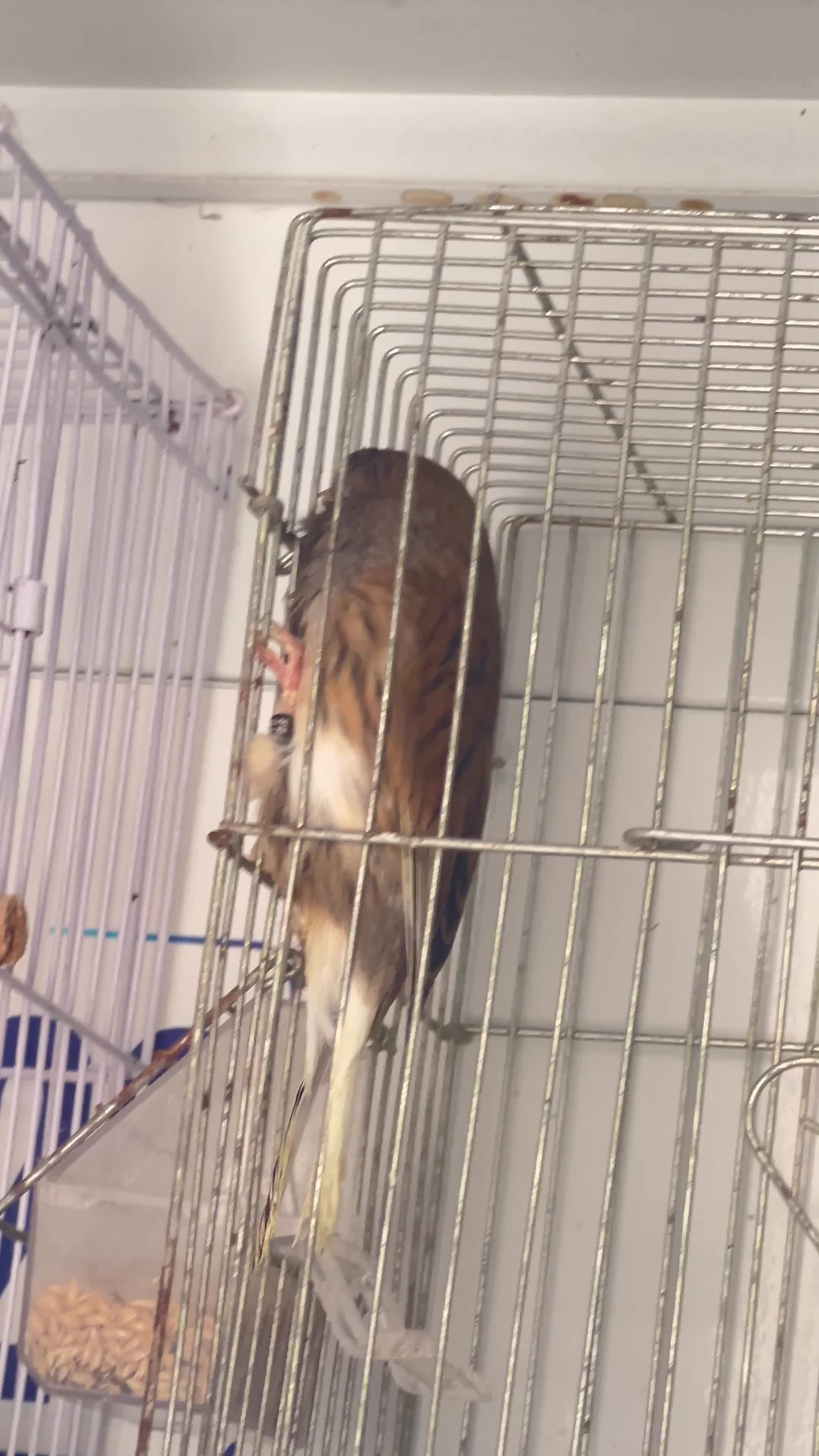 canary male glostor  - 1