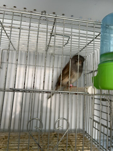 canary male glostor  - 2