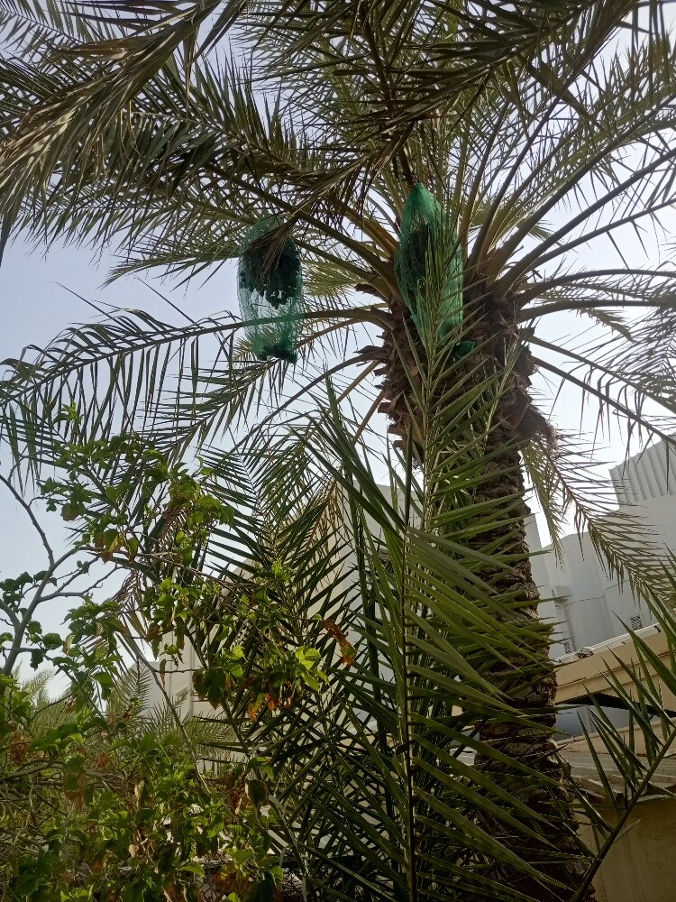 Raheem albaloshi - 4