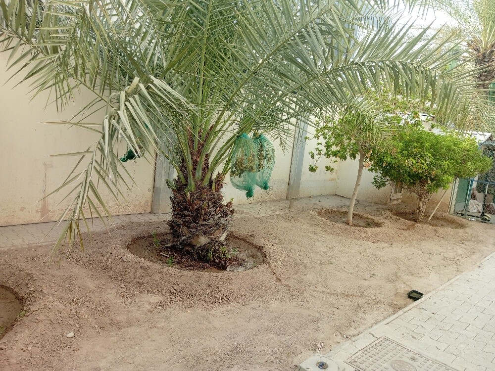 Raheem albaloshi - 1