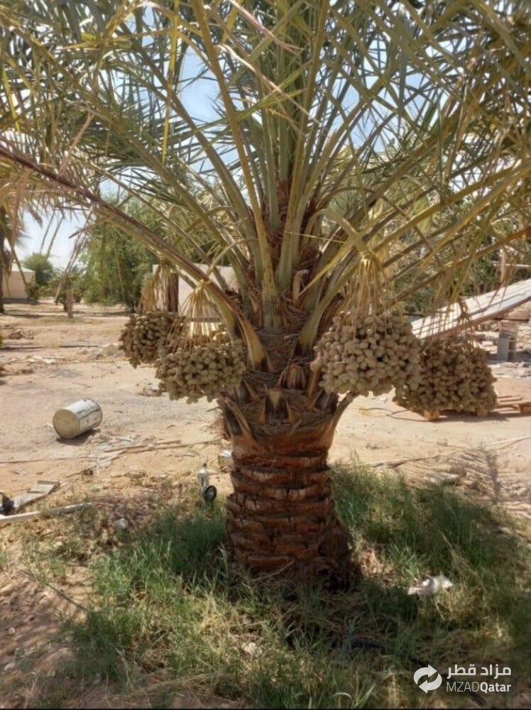 تركيب الانترلوك والكريبستون - 9