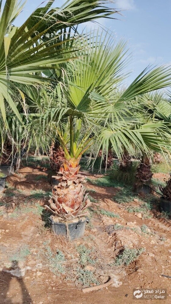 زراعة العشب الطبيعي وزرع الزهور - 12