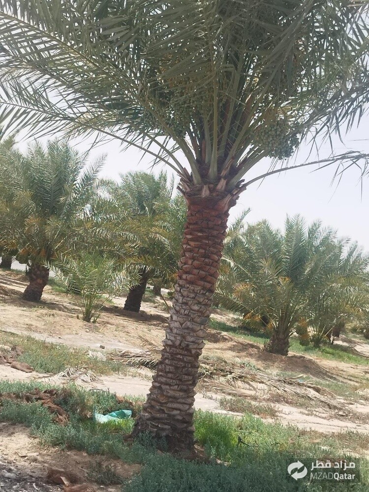 زراعة العشب الطبيعي وزرع الزهور - 8