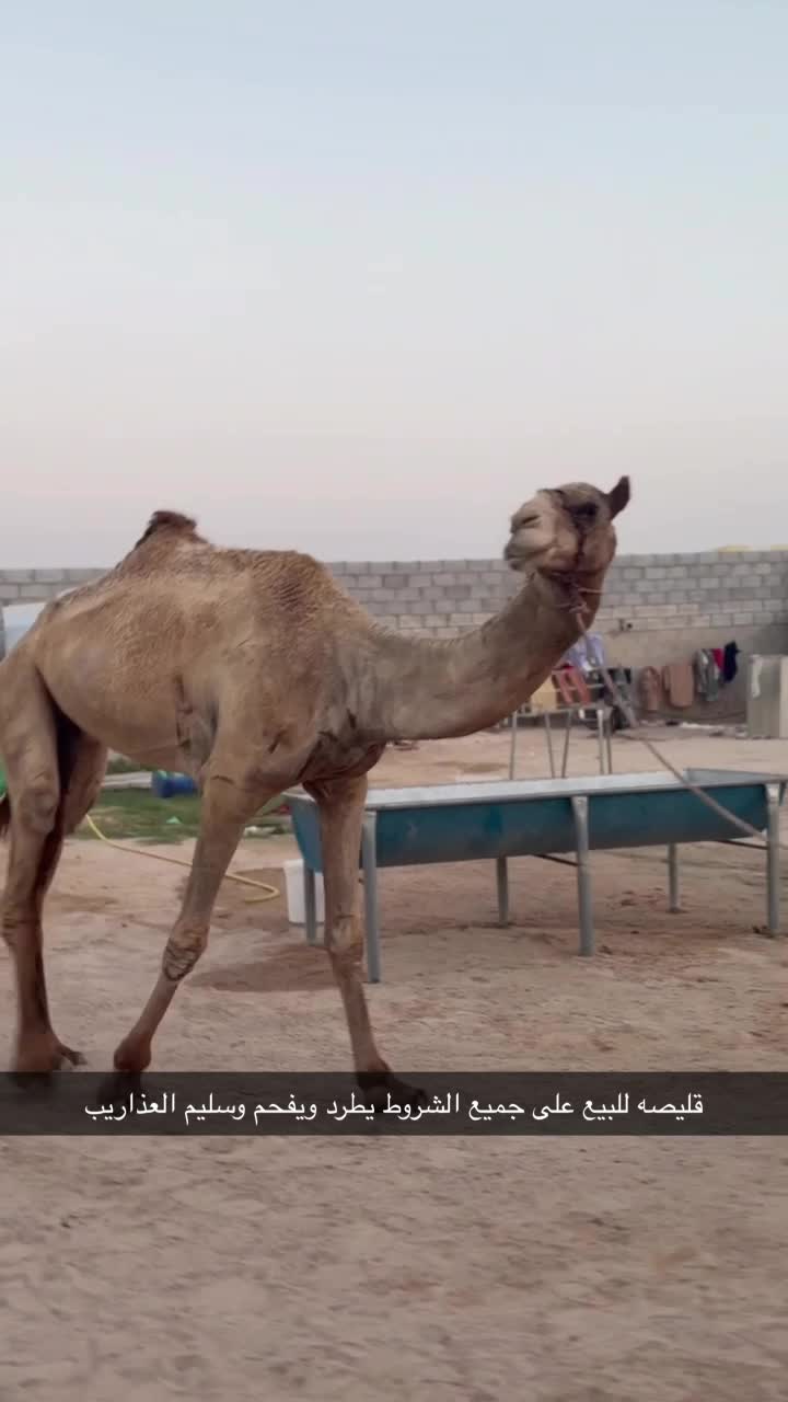 للبيع - 1