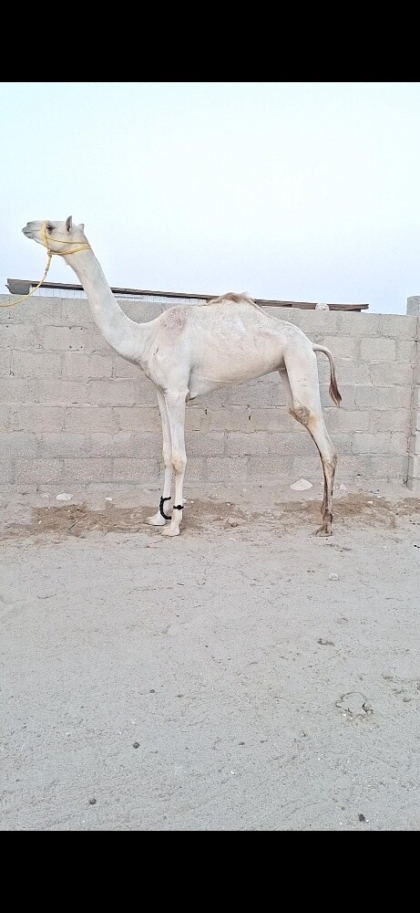 بكره حقه - 1