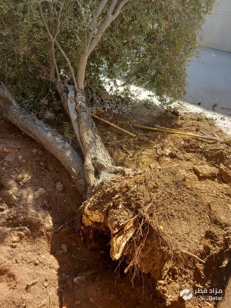 نقوم بتقطيع الاشجار والنخيل - 1