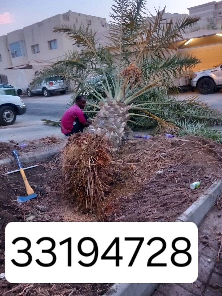 نقوم بتقطيع الاشجار والنخيل - 1