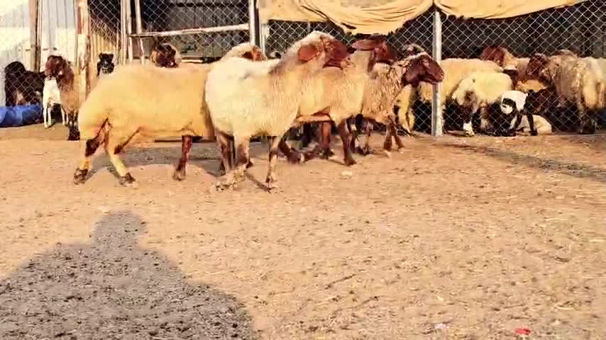للبيع شوهات سوريه دبس طيبه - 1