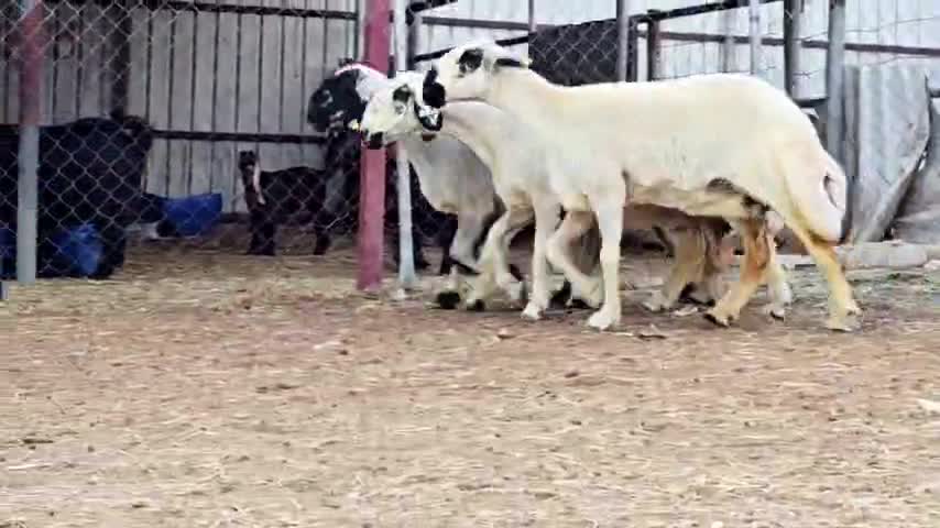للبيع شوهات عرب مكحلات فاخره طيبه - 1