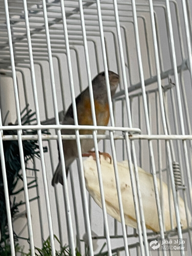سسكن - 3
