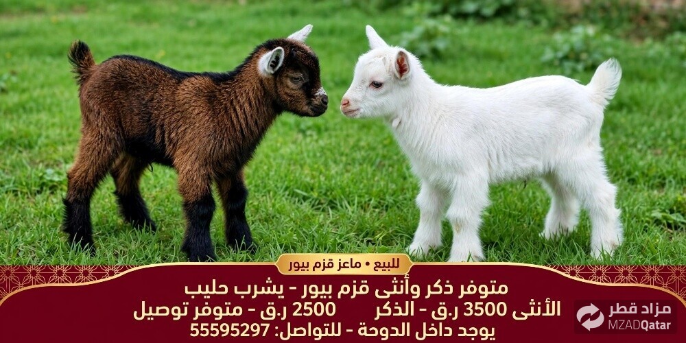 للبيع متوفر زكر وأنثى - 1