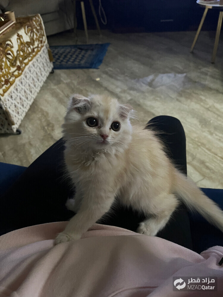 قطه للبيع واتس 77424197 - 1