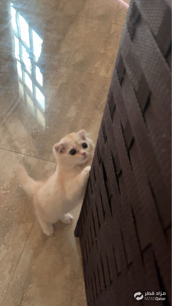 قطه للبيع واتس 77424197 - 2